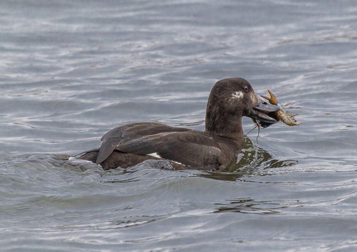 турпан. - юрий макаров
