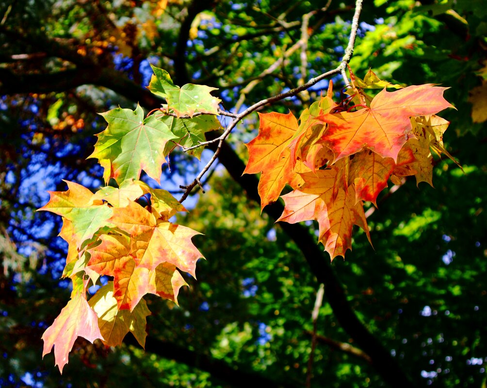 Веточка клена - Сергей Карачин