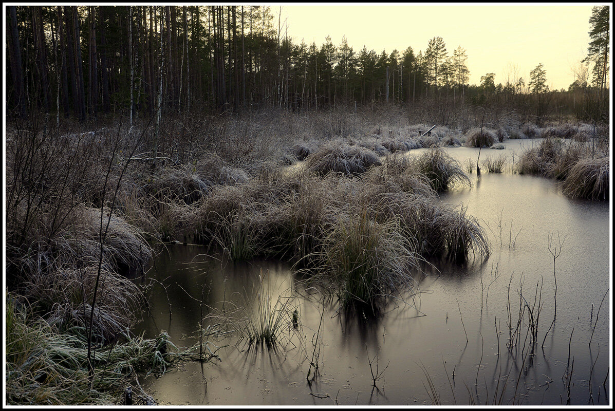 На болоте - Aleksandr Gal