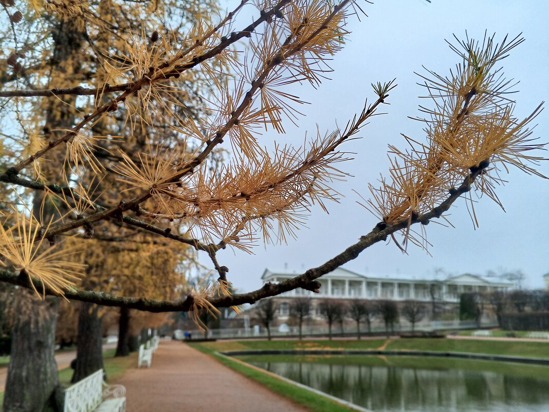 Лиственница - Сапсан 