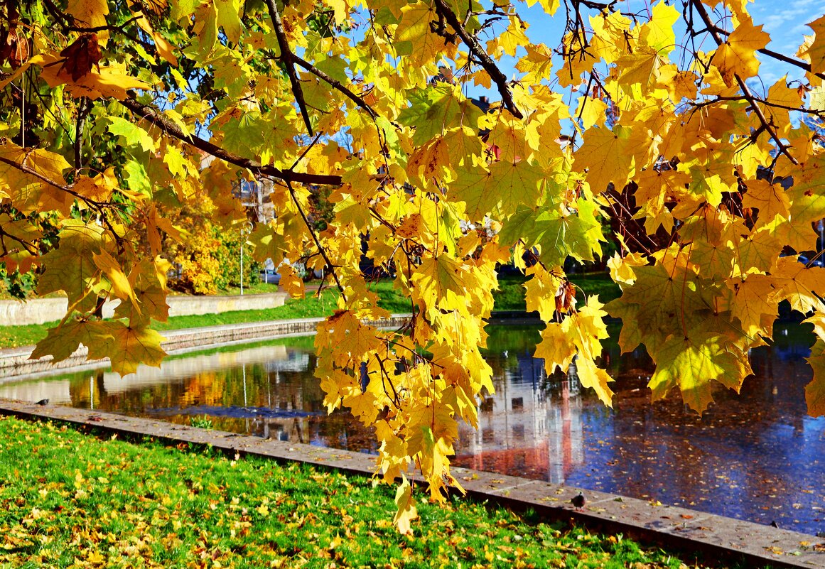 Янтарные шторы - Сергей Карачин Янтарные шторы - Сергей Карачин
