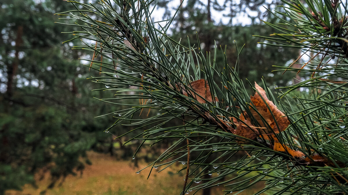 Осенний Сюжет - юрий поляков