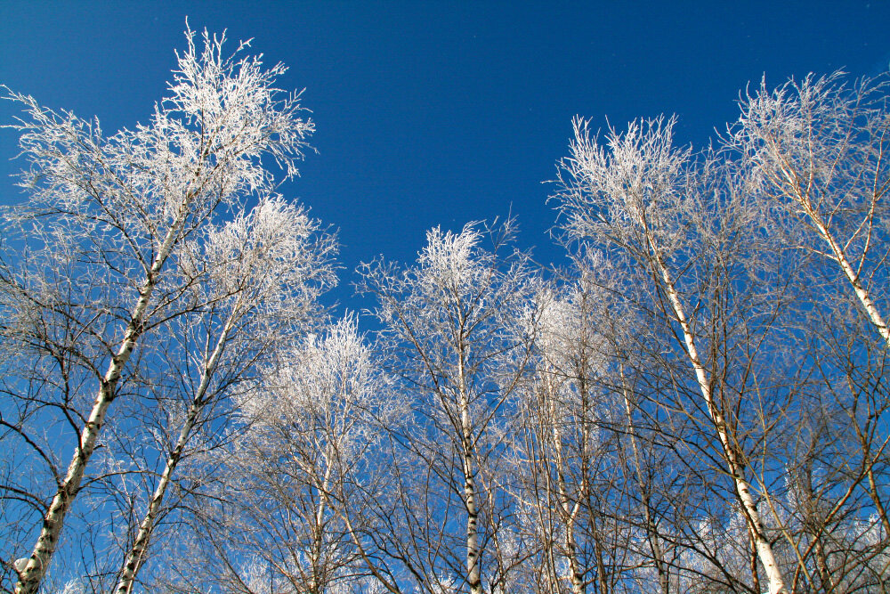 Над головой хрустальный лес - Галина Ильясова Над головой хрустальный лес - Галина Ильясова