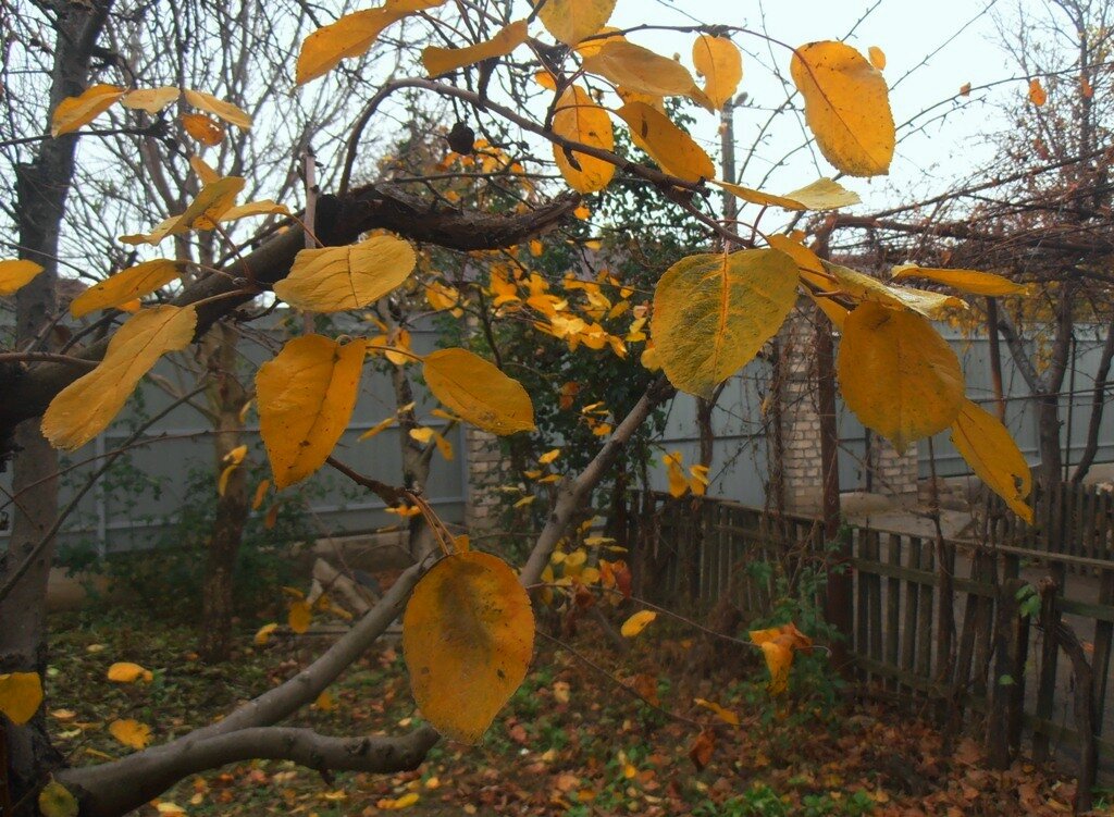Последние листья на яблоне - Наталья Последние листья на яблоне - Наталья