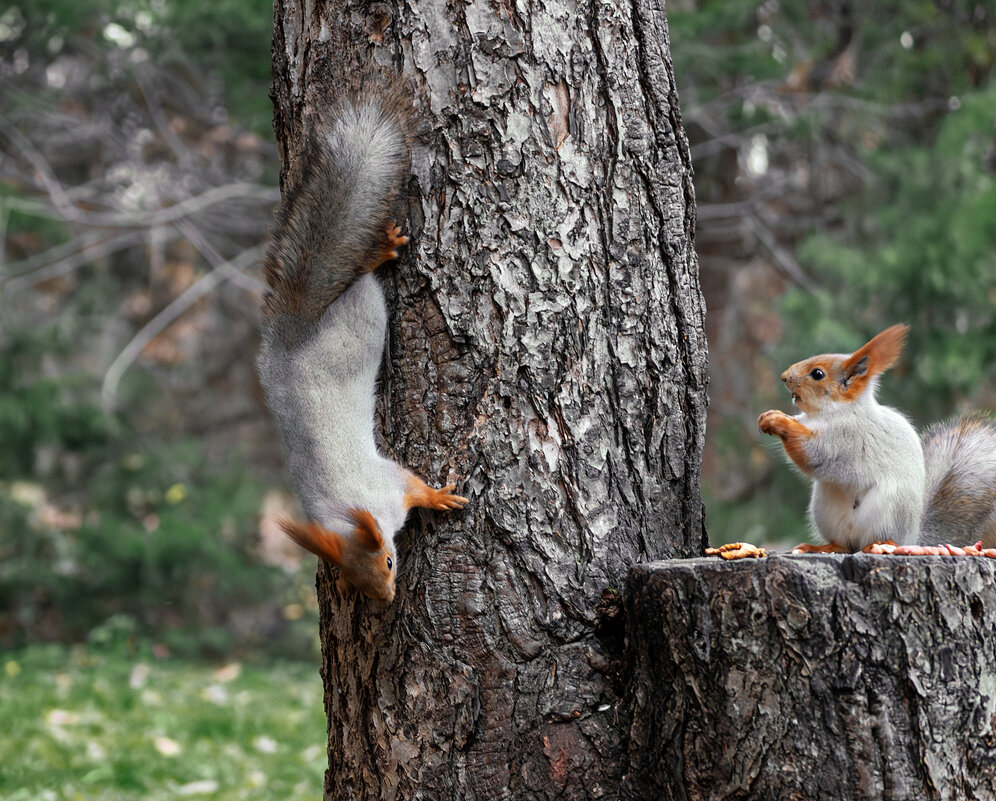 Догонялки - Игорь Протасов