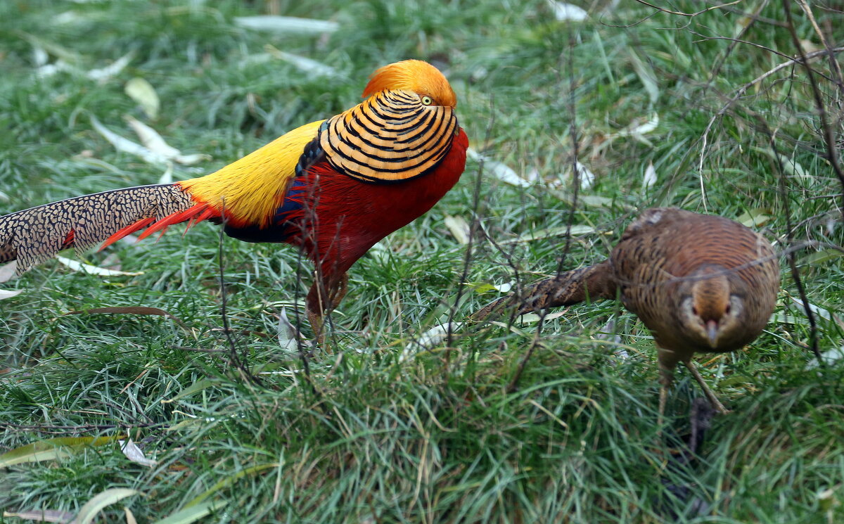 золотой фазан - Михаил Бибичков
