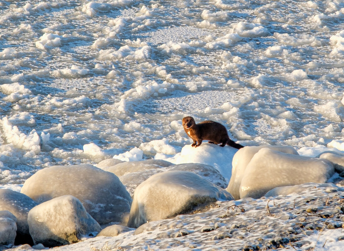 Норка... - Алексей Мезенцев