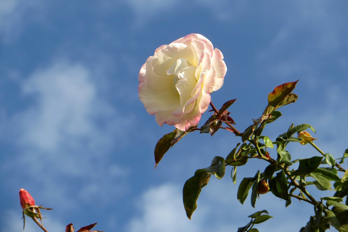 Небо и роза.....в этом дуэте особая красота ноября! - Татьяна Смоляниченко