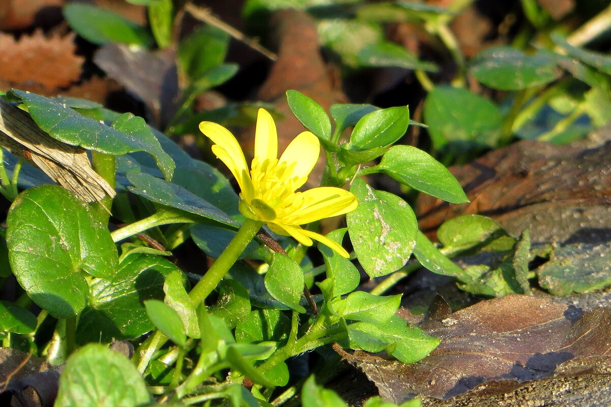 Чистяк весенний улыбнулся ноябрю - Татьяна Смоляниченко