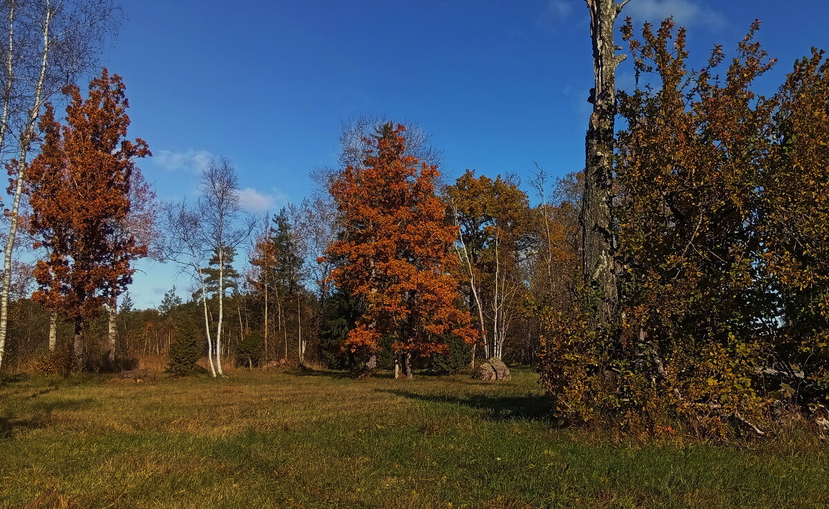 Осенние фотозарисовки ... - Татьян@ Ивановна