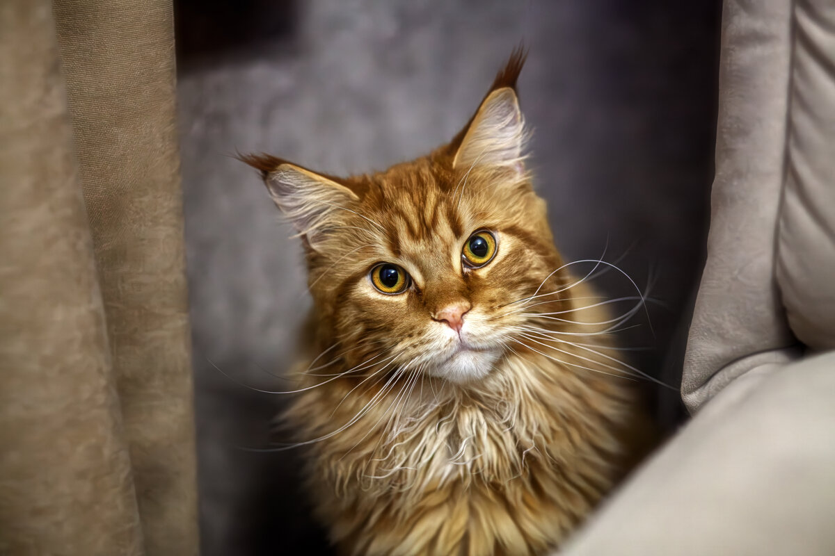 * - Александр Лисовский