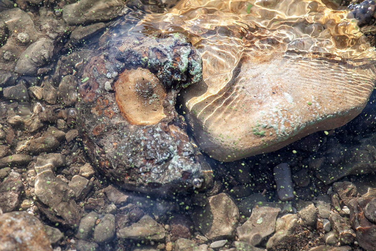 Сокровища юрского периода - Александр Лисовский Сокровища юрского периода - Александр Лисовский