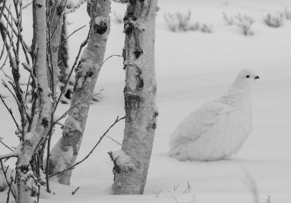 Монохром - Виктория Монохром - Виктория