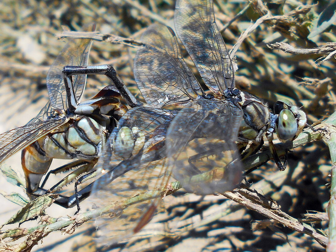 Хитросплетение) - Константин Штарк