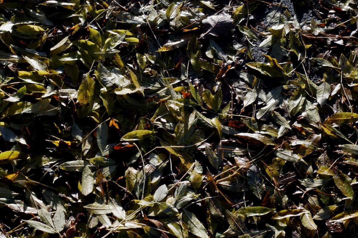 Листва под ногами - Сергей Порфирьев