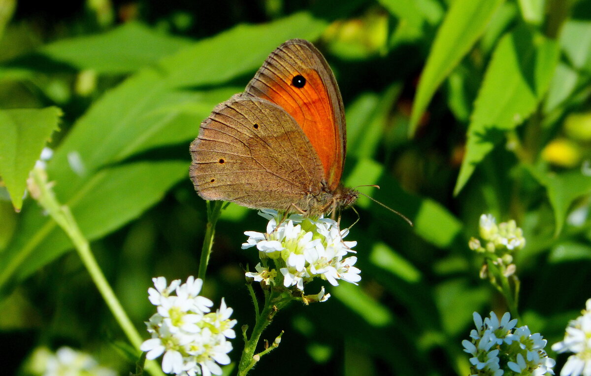 опять про бабочек...97 - Александр Прокудин