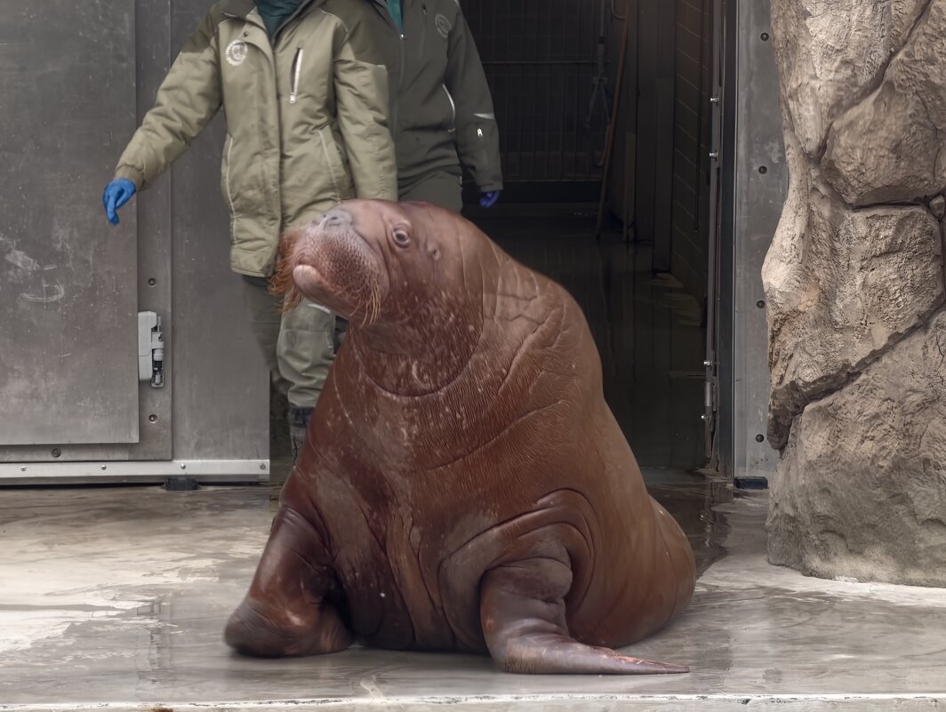 Морж - <<< Наташа >>> Морж - <<< Наташа >>>