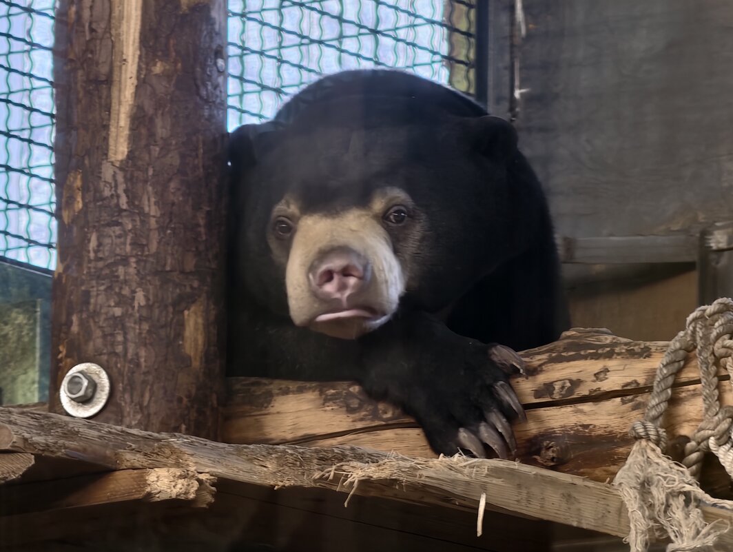 Малайский медведь - <<< Наташа >>>