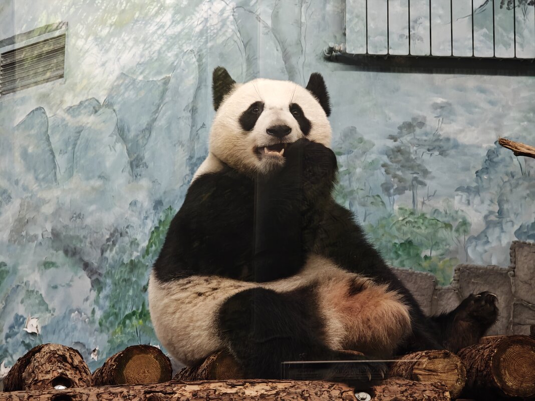 Панда Катюша - <<< Наташа >>>