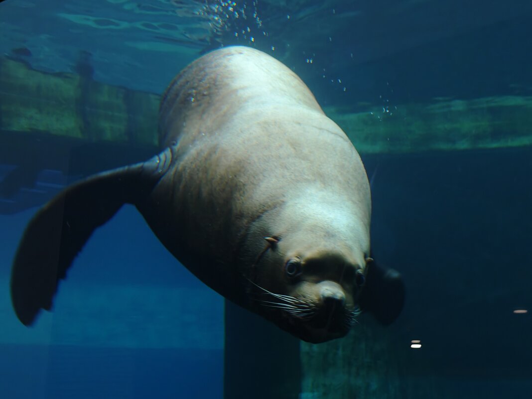 Сивуч - <<< Наташа >>>