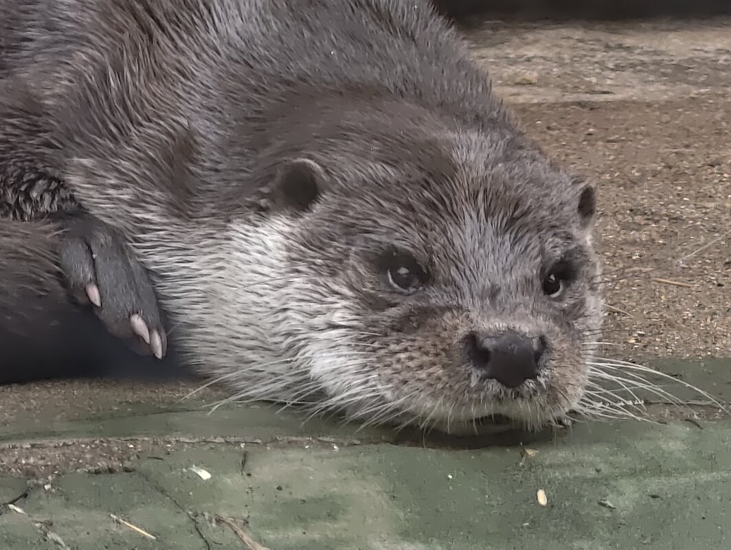 Выдра - <<< Наташа >>>