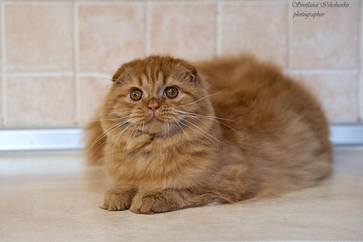 Красавчик Якуб (Куба) - Светлана Ищенко