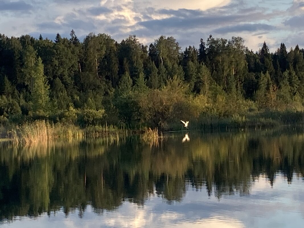 Цапля - Ольга Савельева Цапля - Ольга Савельева