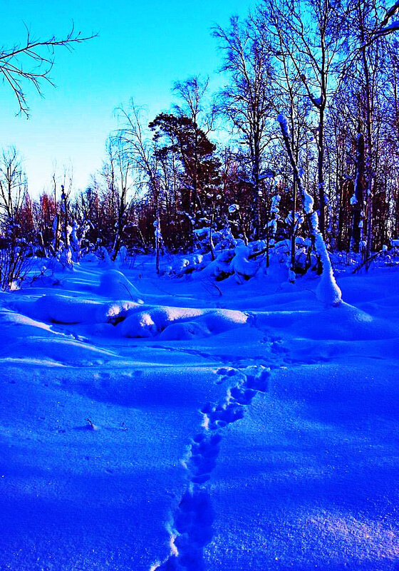 Утро января...Звериная тропа в тайге! - Владимир 
