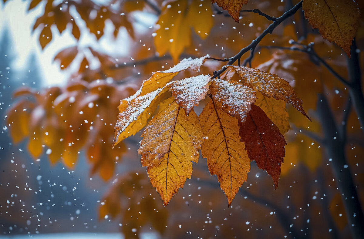 Первый снег - Aleksey Afonin Первый снег - Aleksey Afonin