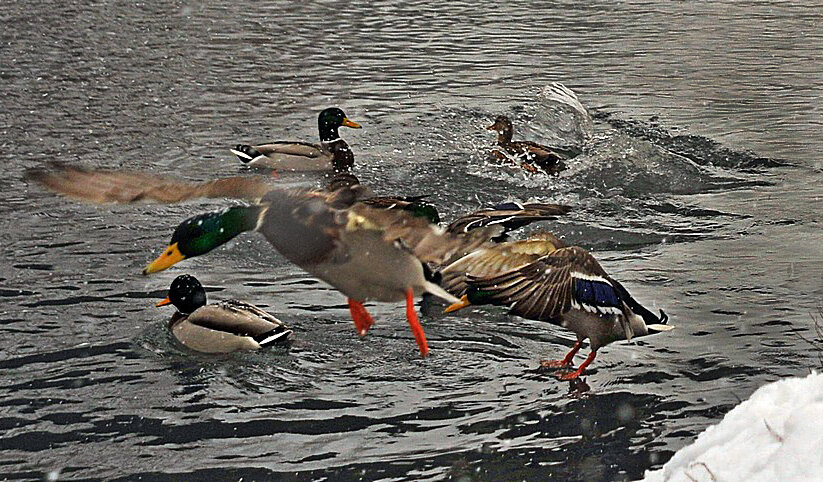 Полетели, полетели. Мы же утки, а не моржи... )) - Владимир Хиль Полетели, полетели. Мы же утки, а не моржи... )) - Владимир Хиль