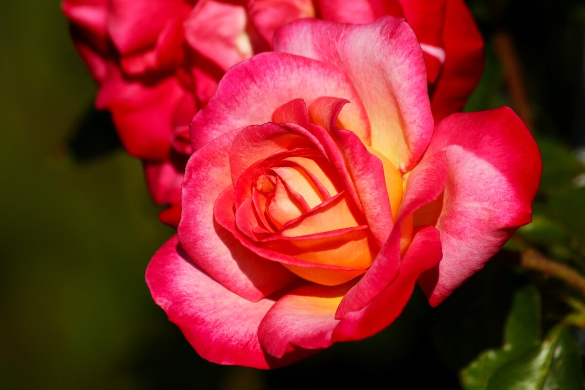 Доброе утро - Юрий. Шмаков