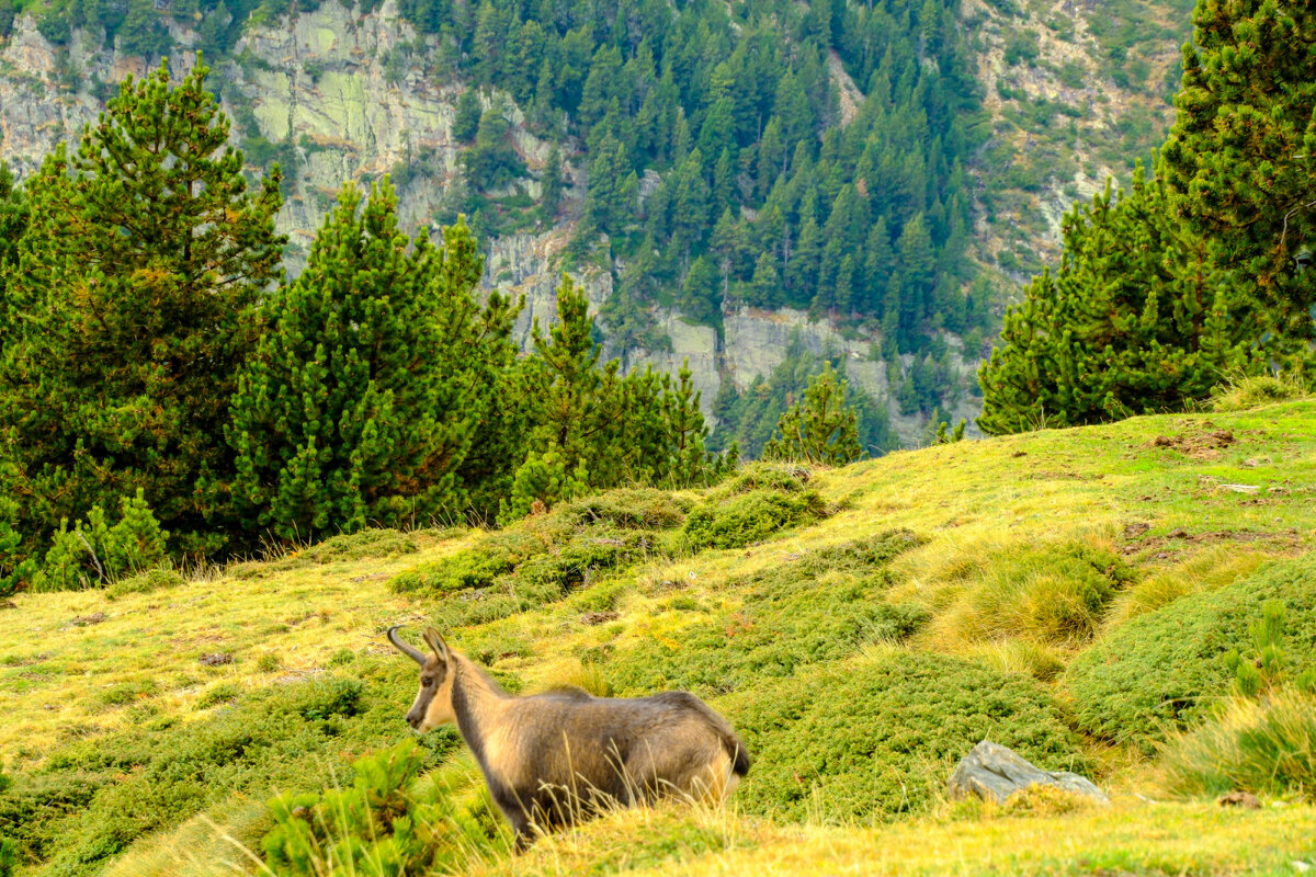 Пиренейская серна (isard) - Георгий А
