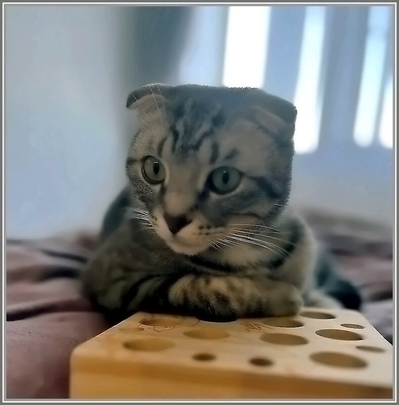 Шалун Боря - Ольга Довженко