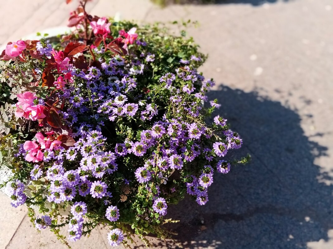 Цветы. - Владимир Драгунский