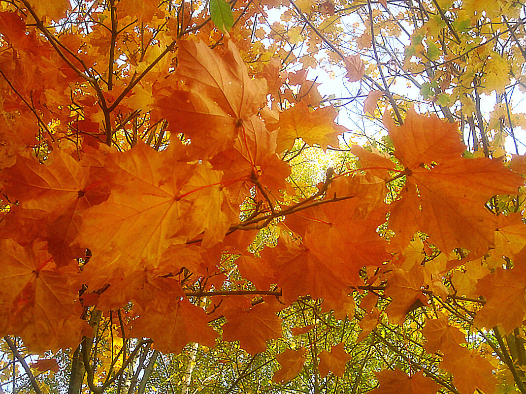 Совсем недавно была золотая осень - Елена Семигина Совсем недавно была золотая осень - Елена Семигина
