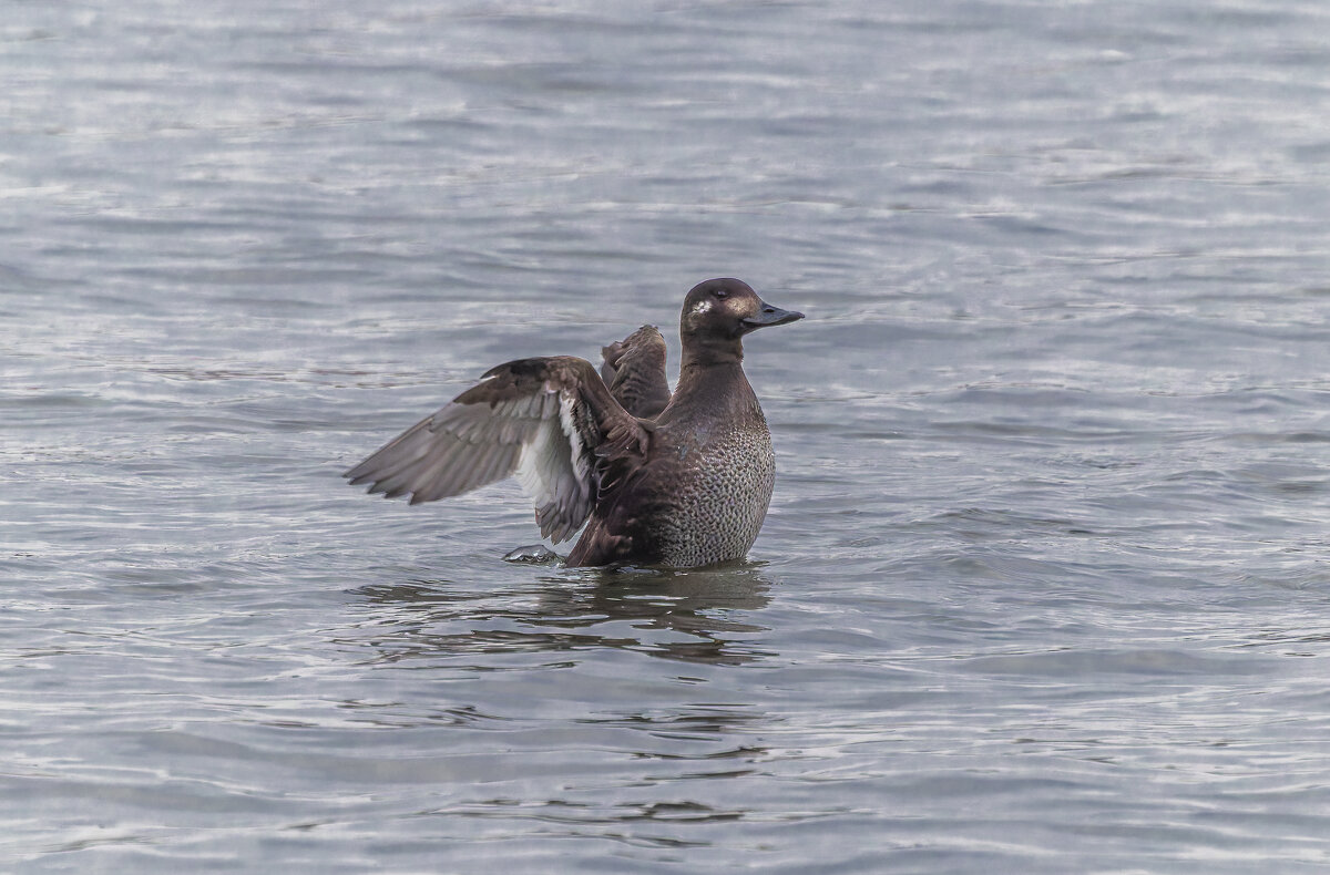турпан. - юрий макаров