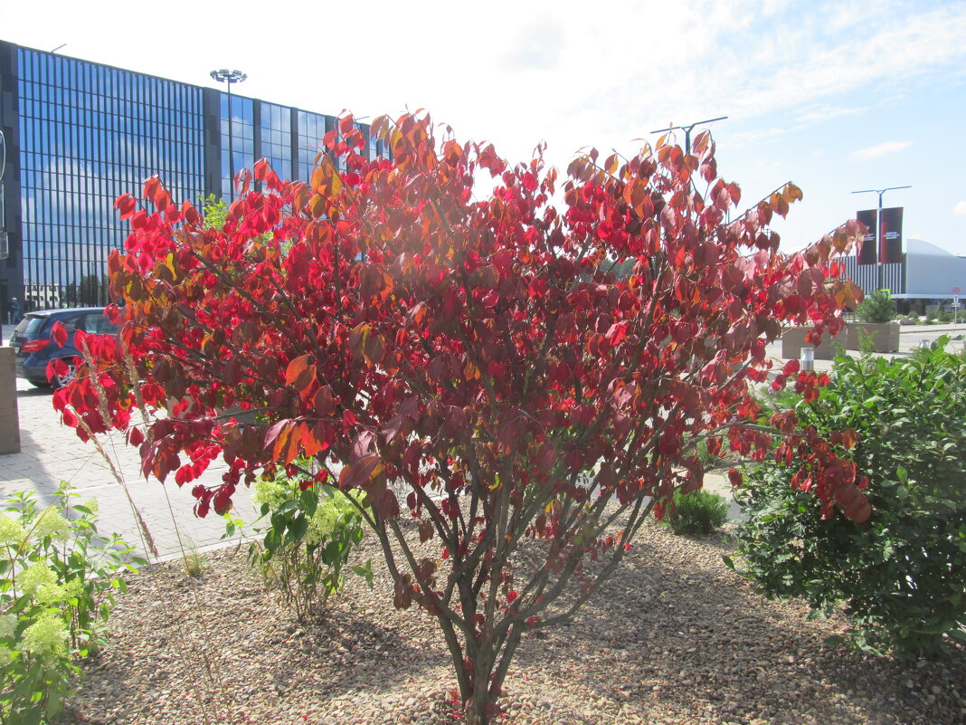 осеннее - Елена Шаламова