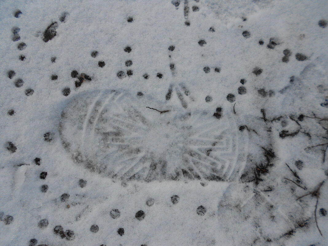 январские следы - Елена Шаламова