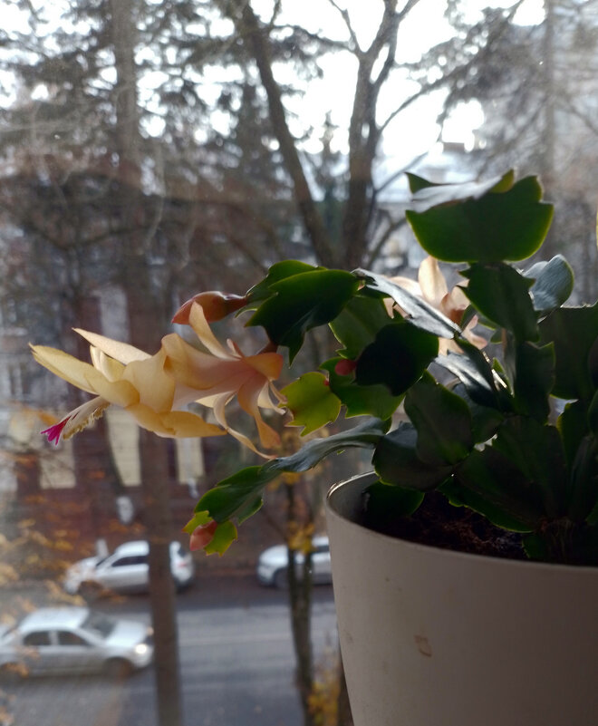 *** - Валентина Береснева