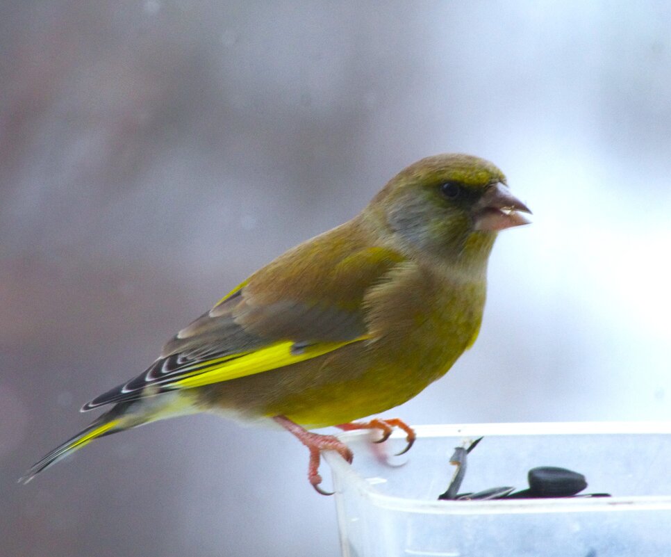 Пока зеленушка одна... - Юрий Куликов