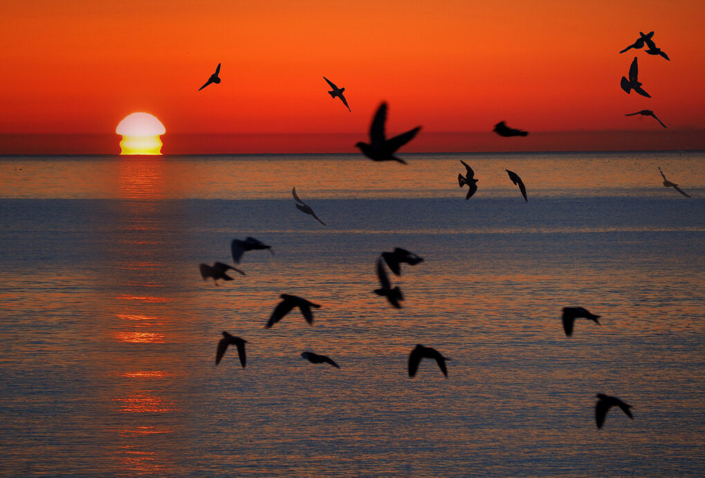 Утренние птички - Виталий Авакян Утренние птички - Виталий Авакян