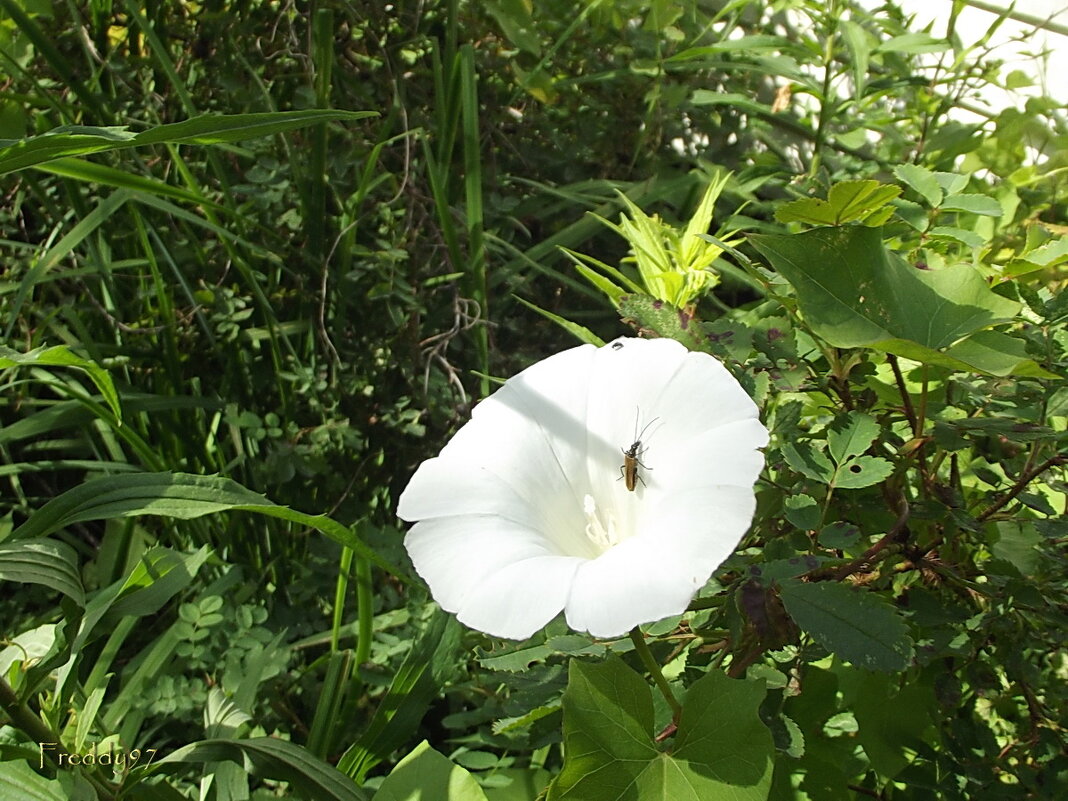 Вьюнок - Freddy 97