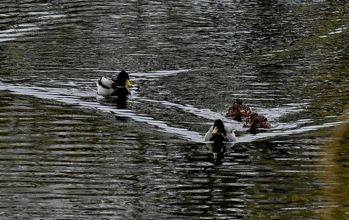 Плыли утки по озеру... - Николай Саржанов