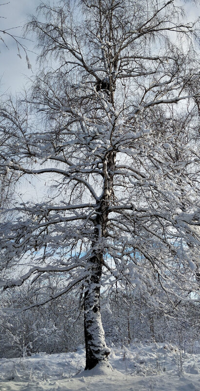 Берёзка - Радмир Арсеньев