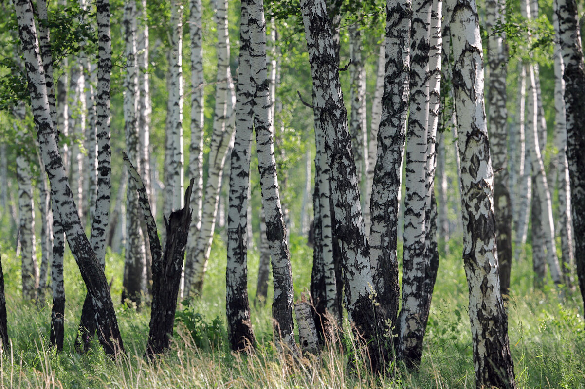 *** - владимир 