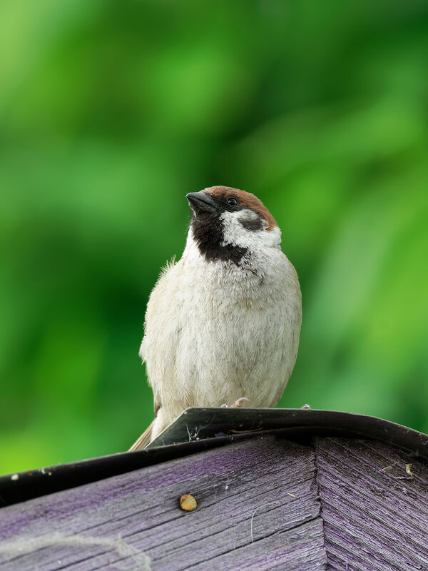 Орел, но... маленький! - Вячеслав Алтай
