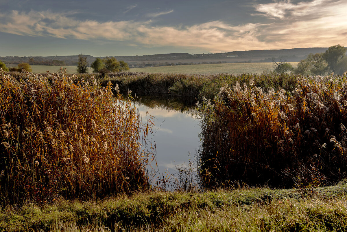 Камыши. - Сергей Воротников