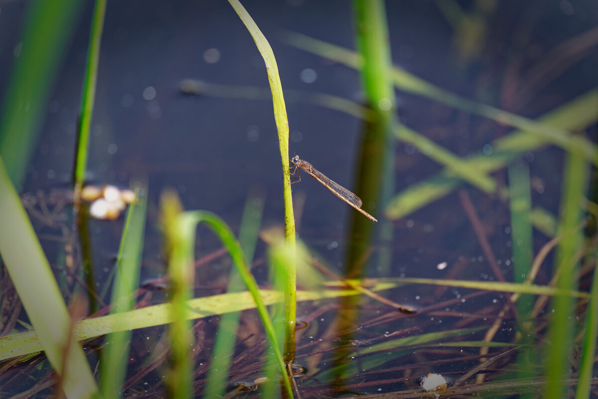 Легкокрылые - Вячеслав Алтай