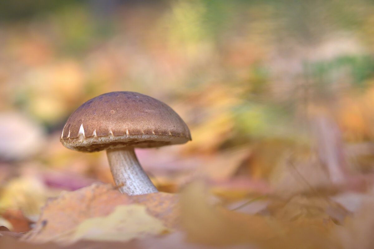 Осенний  калейдоскоп - Арсений 