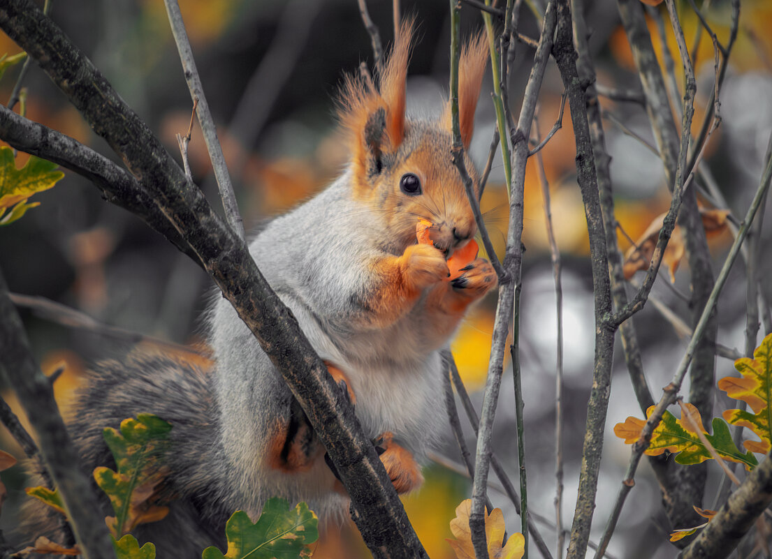 *** - Игорь Протасов